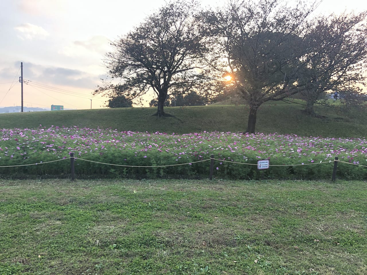 2020年11月 清水ヶ丘公園のコスモス