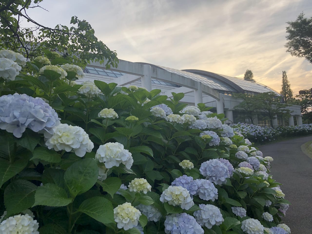 横浜市南区 梅雨の風物詩 清水ヶ丘公園で紫陽花が見ごろです インスタ映えスポットとしてもオススメです 号外net 横浜市南区