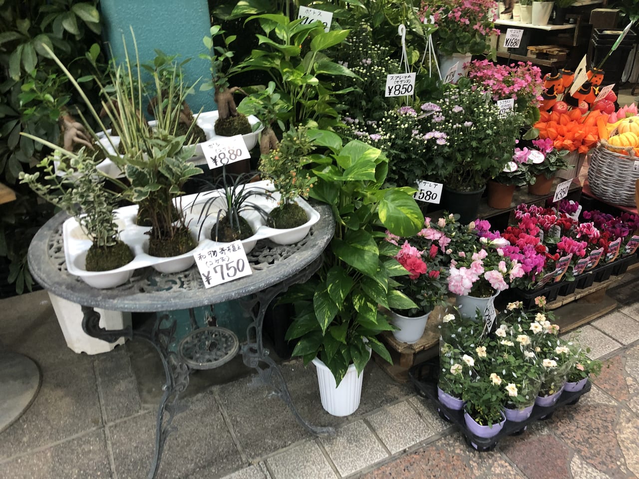 横浜市南区 趣味や プレゼント用にもオススメ 四季の花鉢 珍しい植物を扱う横浜橋通商店街の花屋さん 号外net 横浜市南区